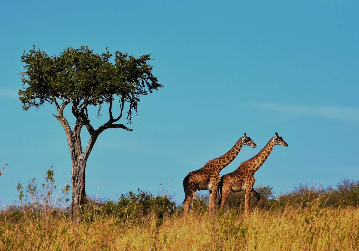 South Africa